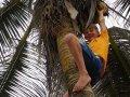 Harvestng coconuts