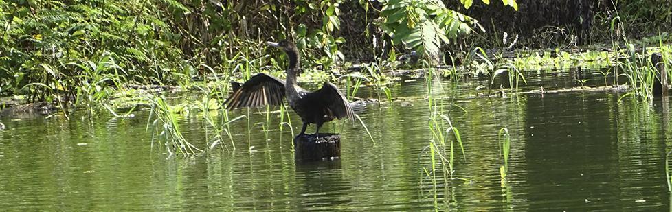 Image is not available