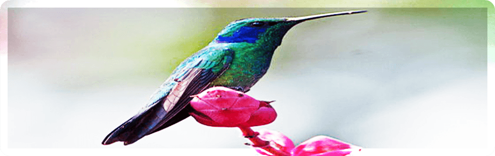 Image is not available