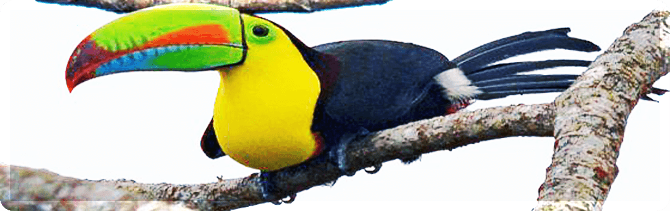 Image is not available