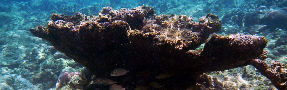 Image is not available